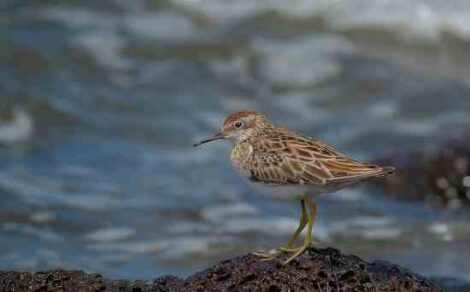 Pop-Up Habitats: Bird Migration Meets Modernity Image